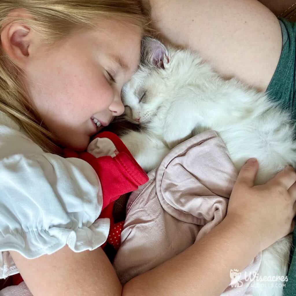Should I Spay or Neuter My Ragdoll? 5 Best Health Benefits