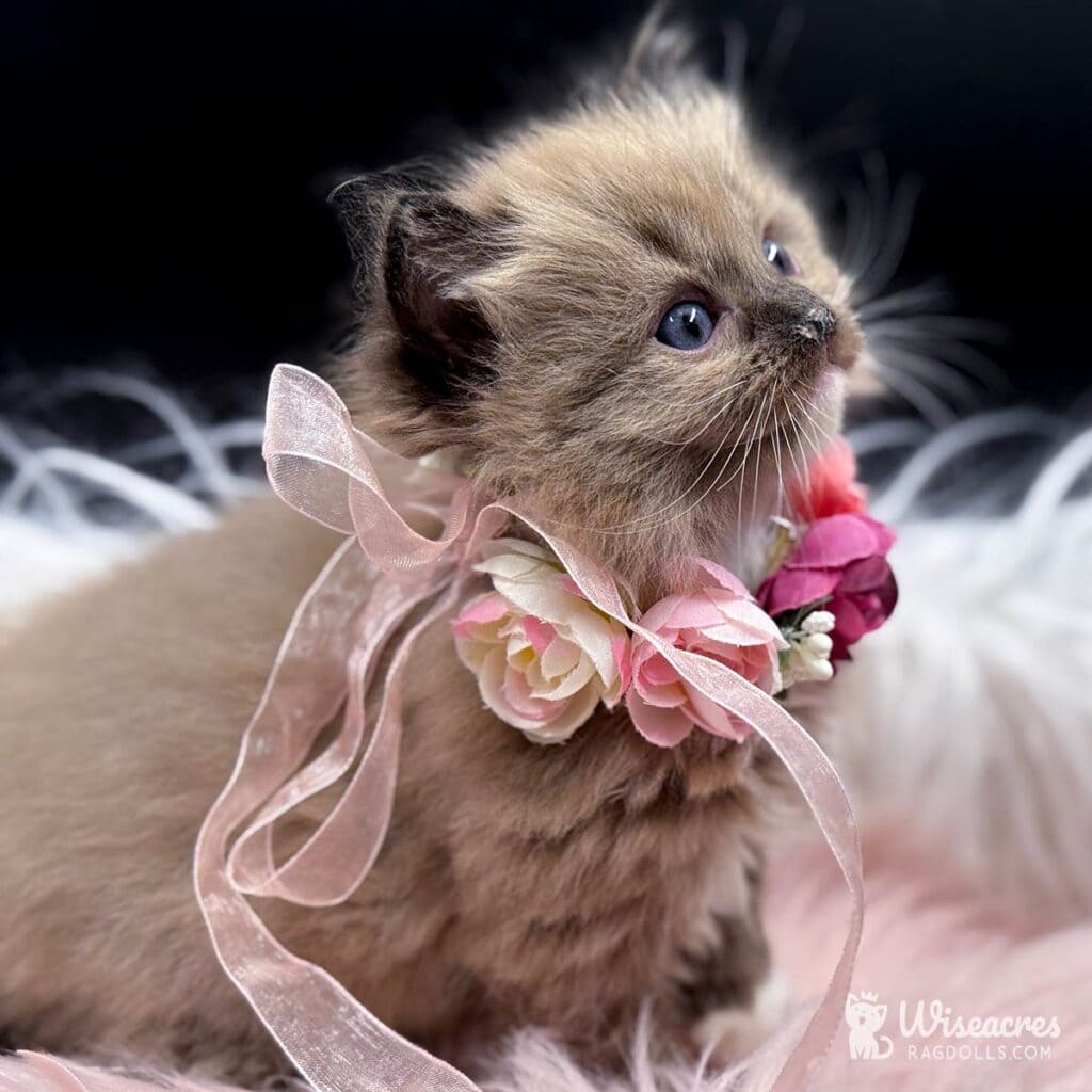 Ragdoll Kitten Cost & 2026 Price Guide | Wiseacres Ragdolls