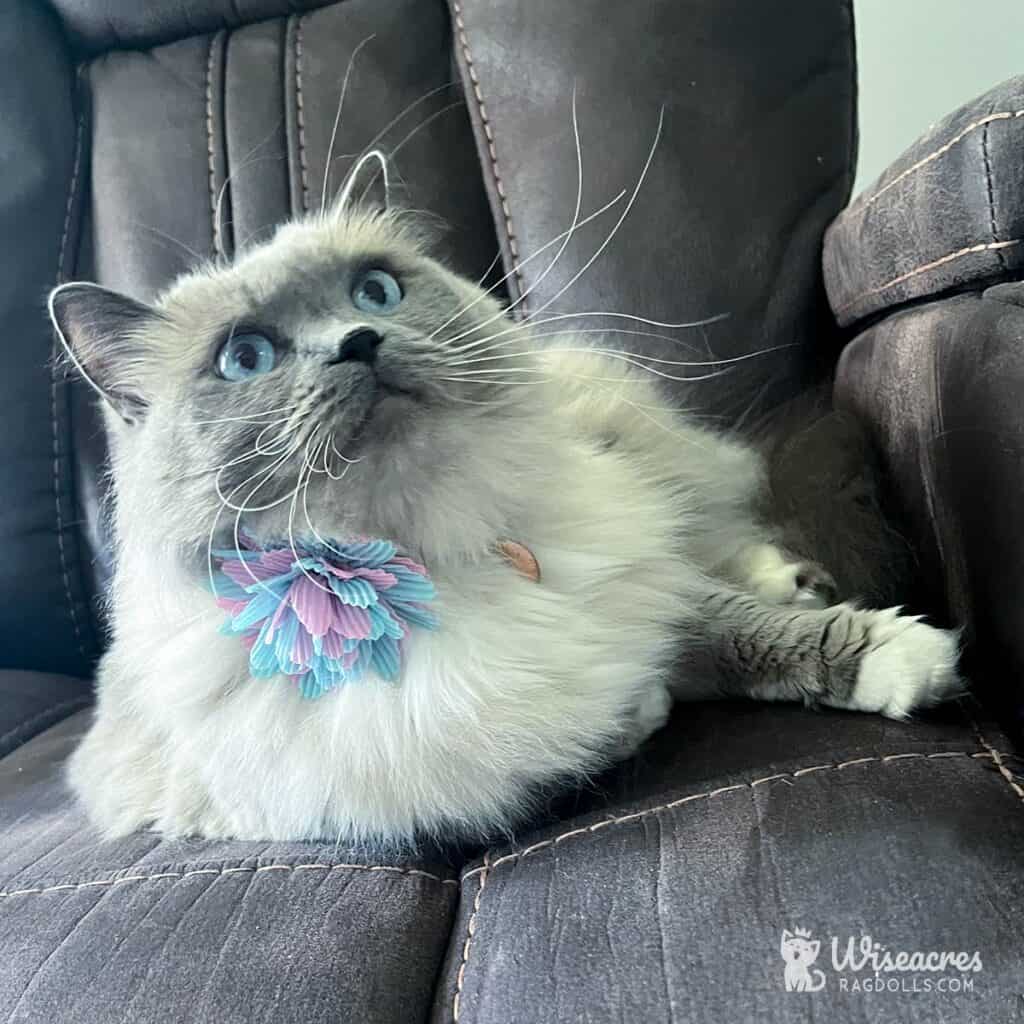 Stunning Blue Bicolor Ragdolls: 2026 Development Guide