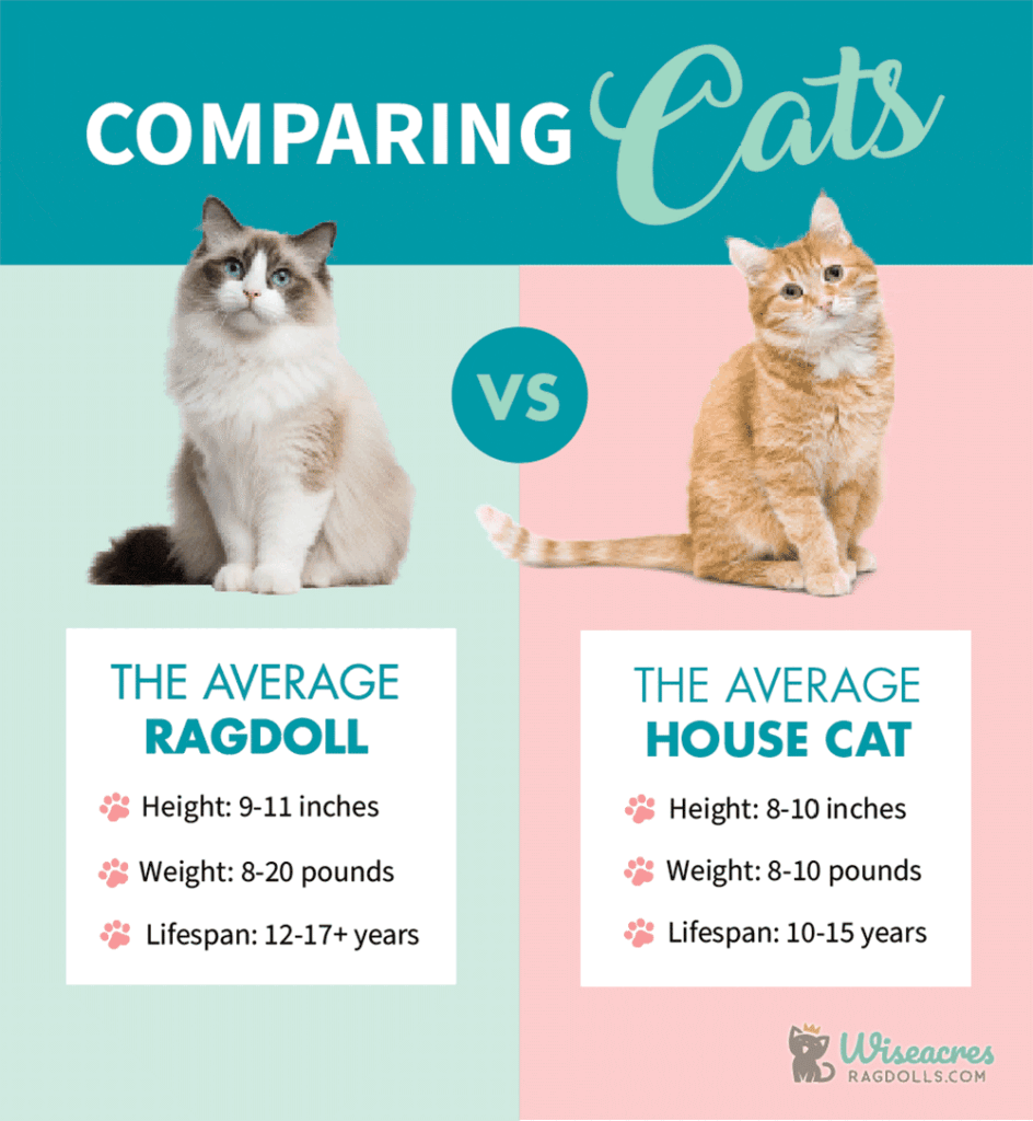 How Big Are Ragdoll Cats? 2026 Size Guide & Growth Tracker