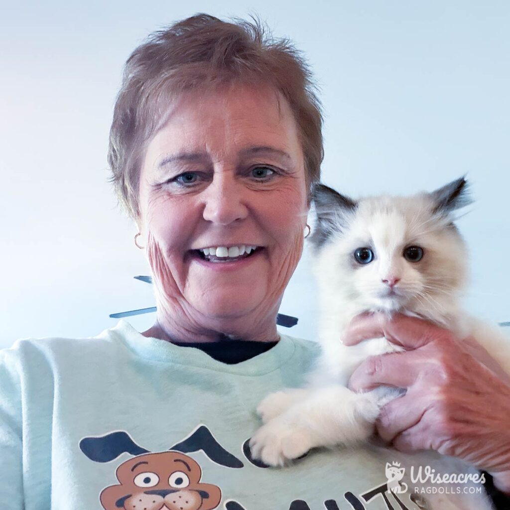 Ragdoll Kittens for Sale in Georgia: TICA Top Breeder