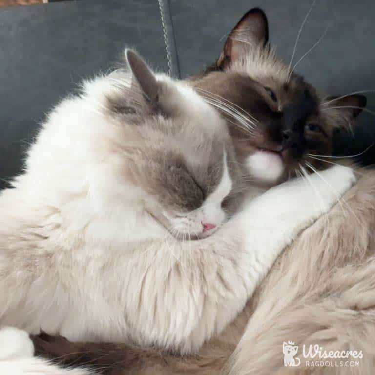 How to Introduce Ragdolls to Other Pets: 7 Easy Success Tips