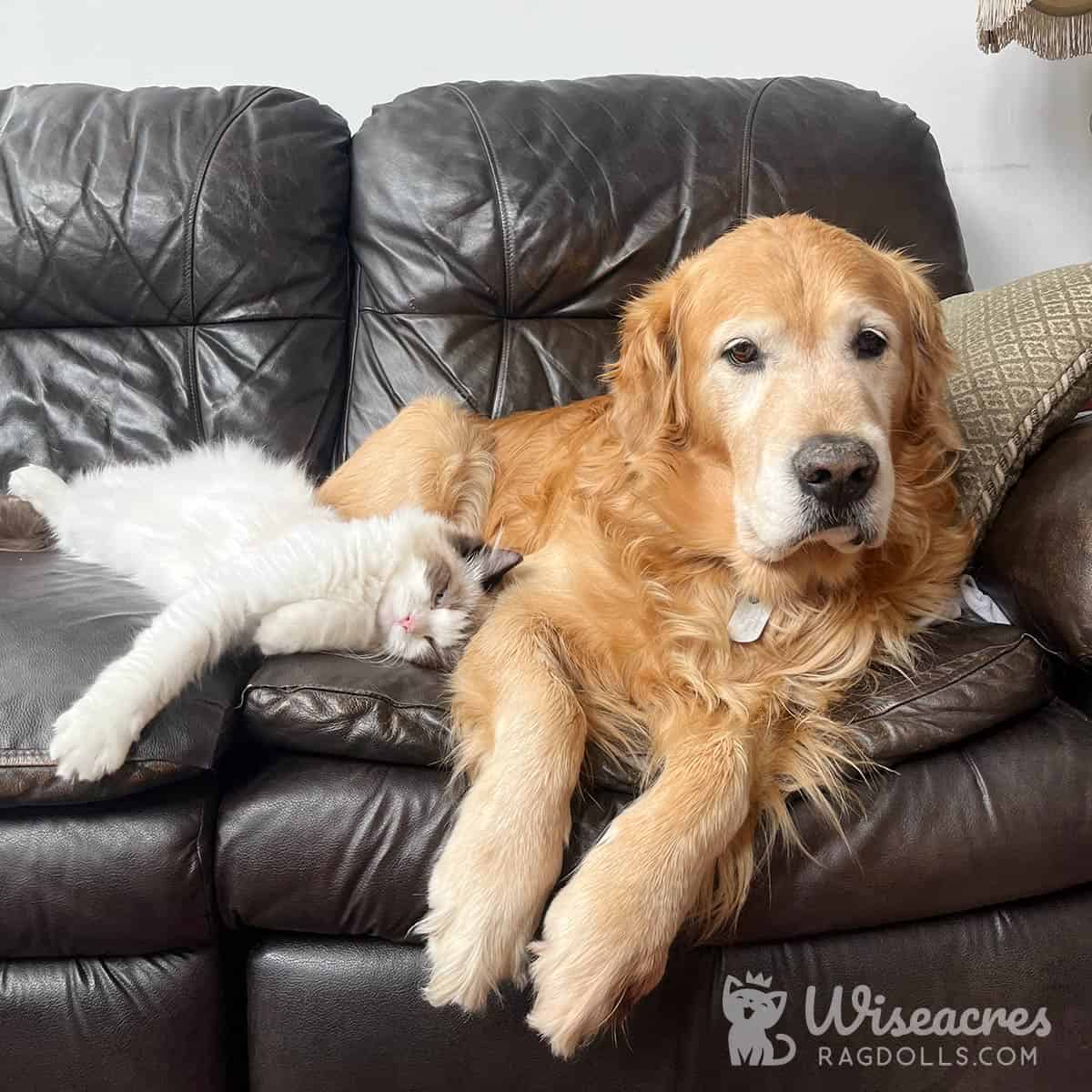 Are Ragdolls Good With Dogs? 5 Proven Secrets for Success