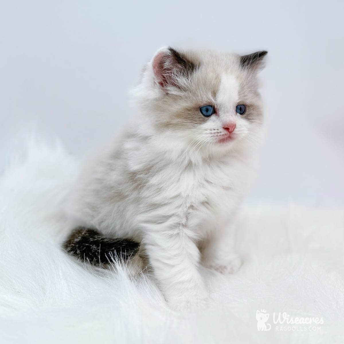 Ragdoll Kitten Heritage Gallery & Lookbook | Wiseacres Ragdolls