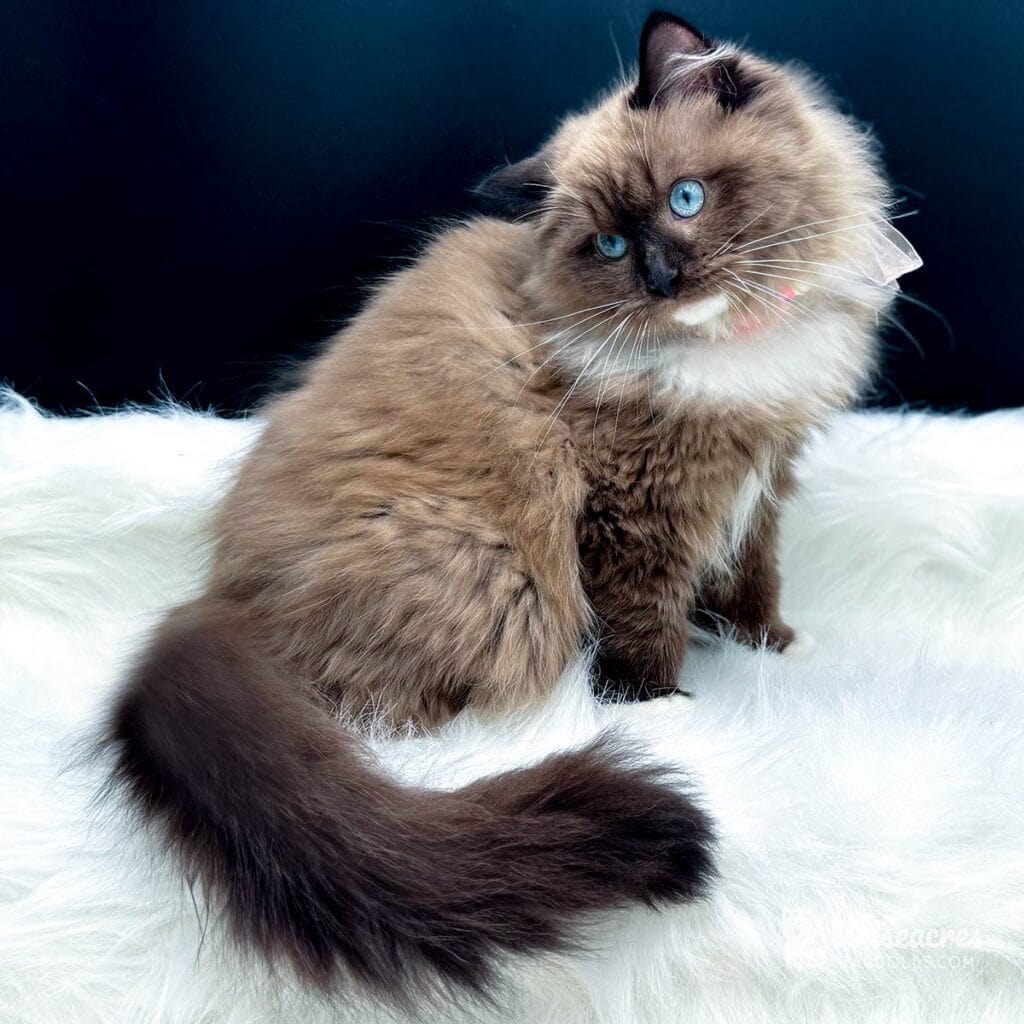Mink Ragdoll Transformation: Aqua Eyes & Rich Coat Gallery