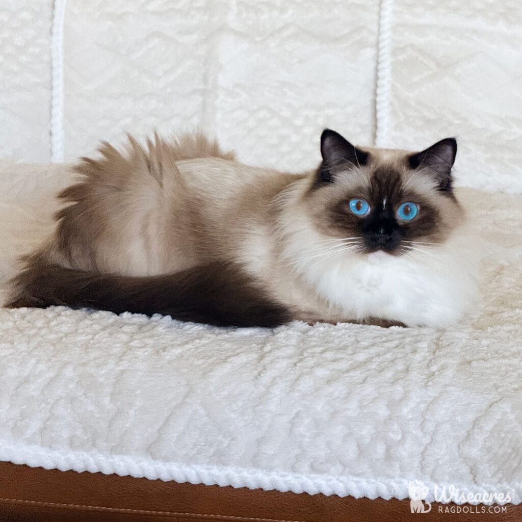 Seal Point Ragdoll Transformation: Before & After Photos