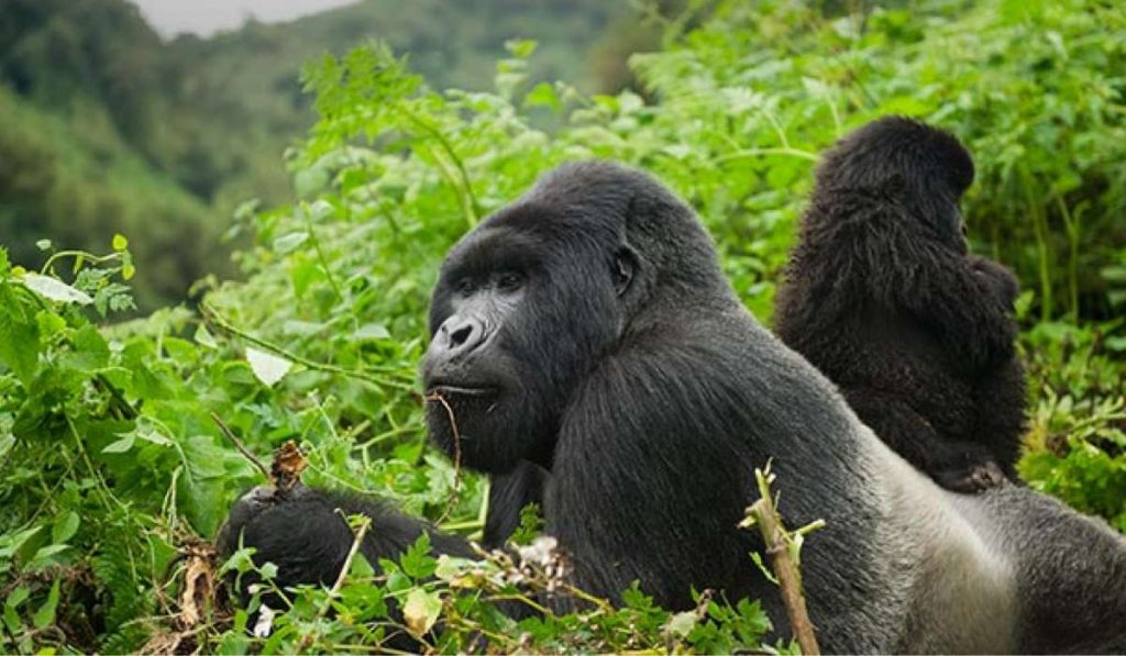 Volcanoes National Park, Rwanda