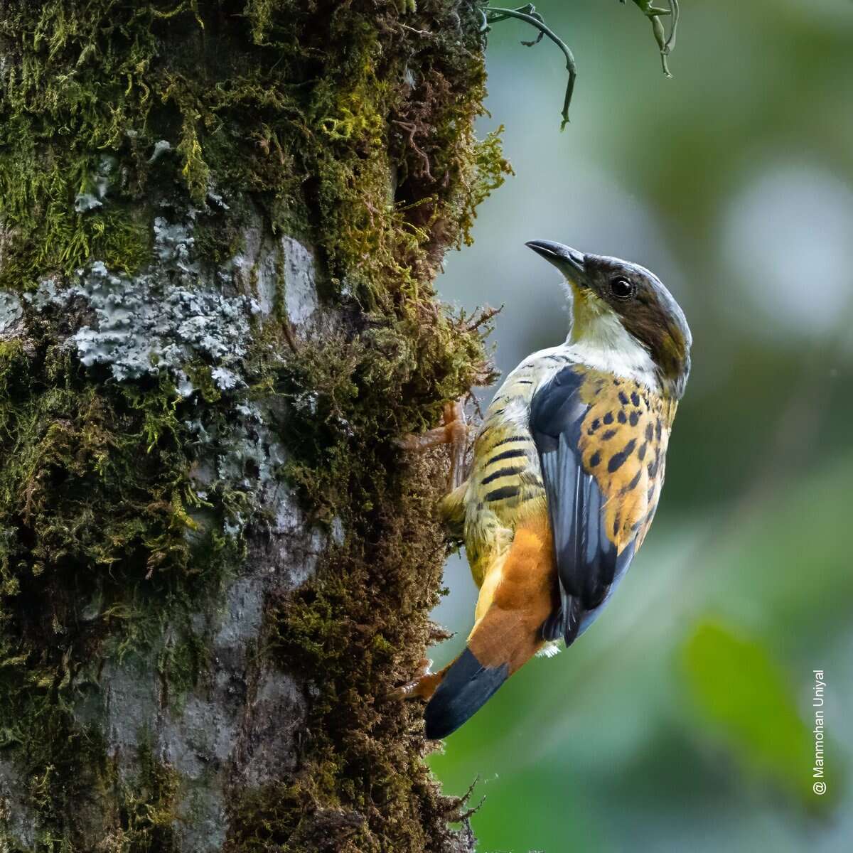 Himalayan Cutia- Sikkim