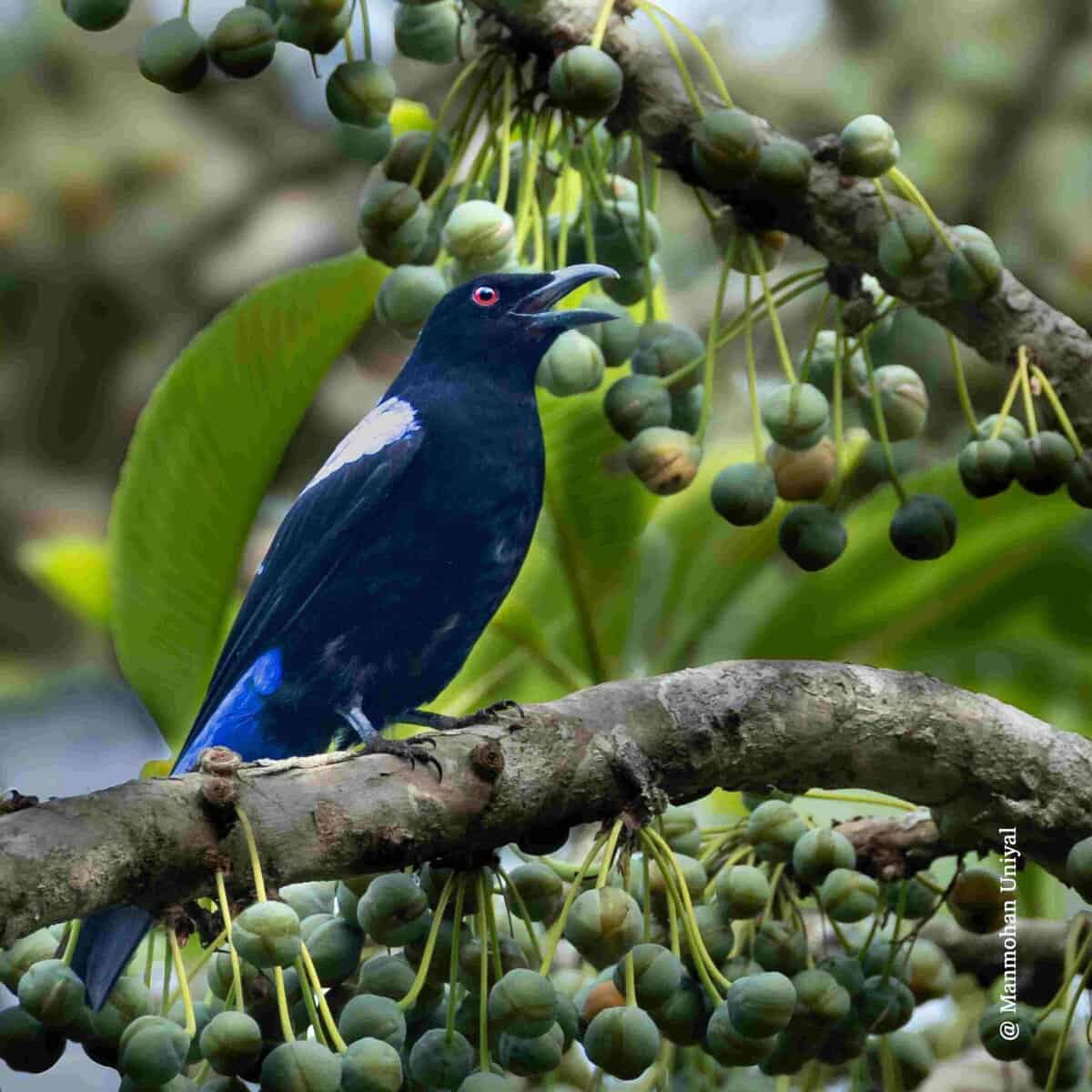 Asian Fairy Bluebird in Manas National Park