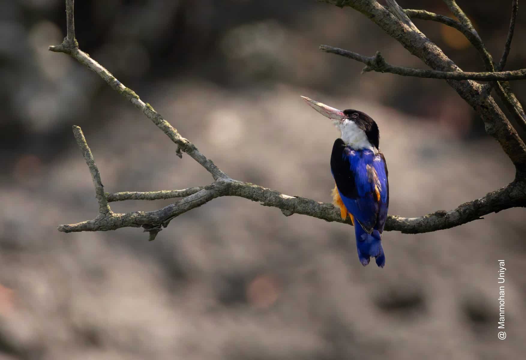Black-capped Kingfisher perched on a mangrove branch in Sundarbans National Park, West Bengal &ndash; a birdwatcher&rsquo;s paradise