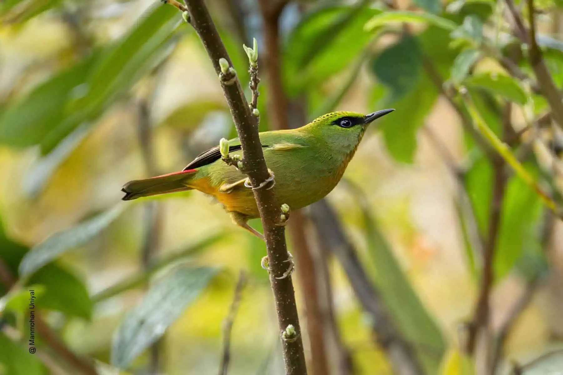 Fire-tailed Myzornis in Mishmi Hills