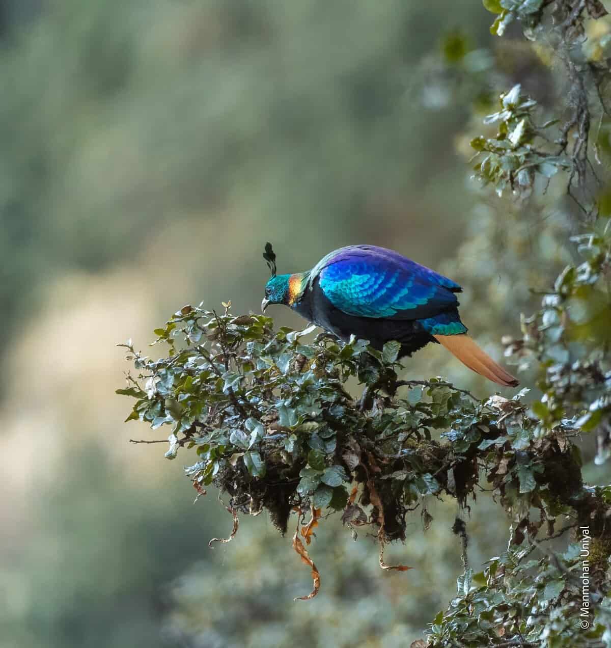Himalayan Monal- Chopta