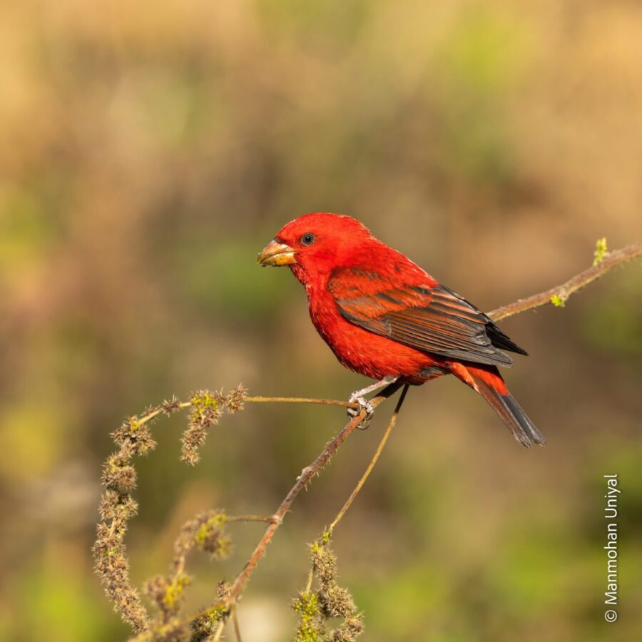 Scarlet Finch in Mandal Village during Chopta tour by World of Wild (WOW)