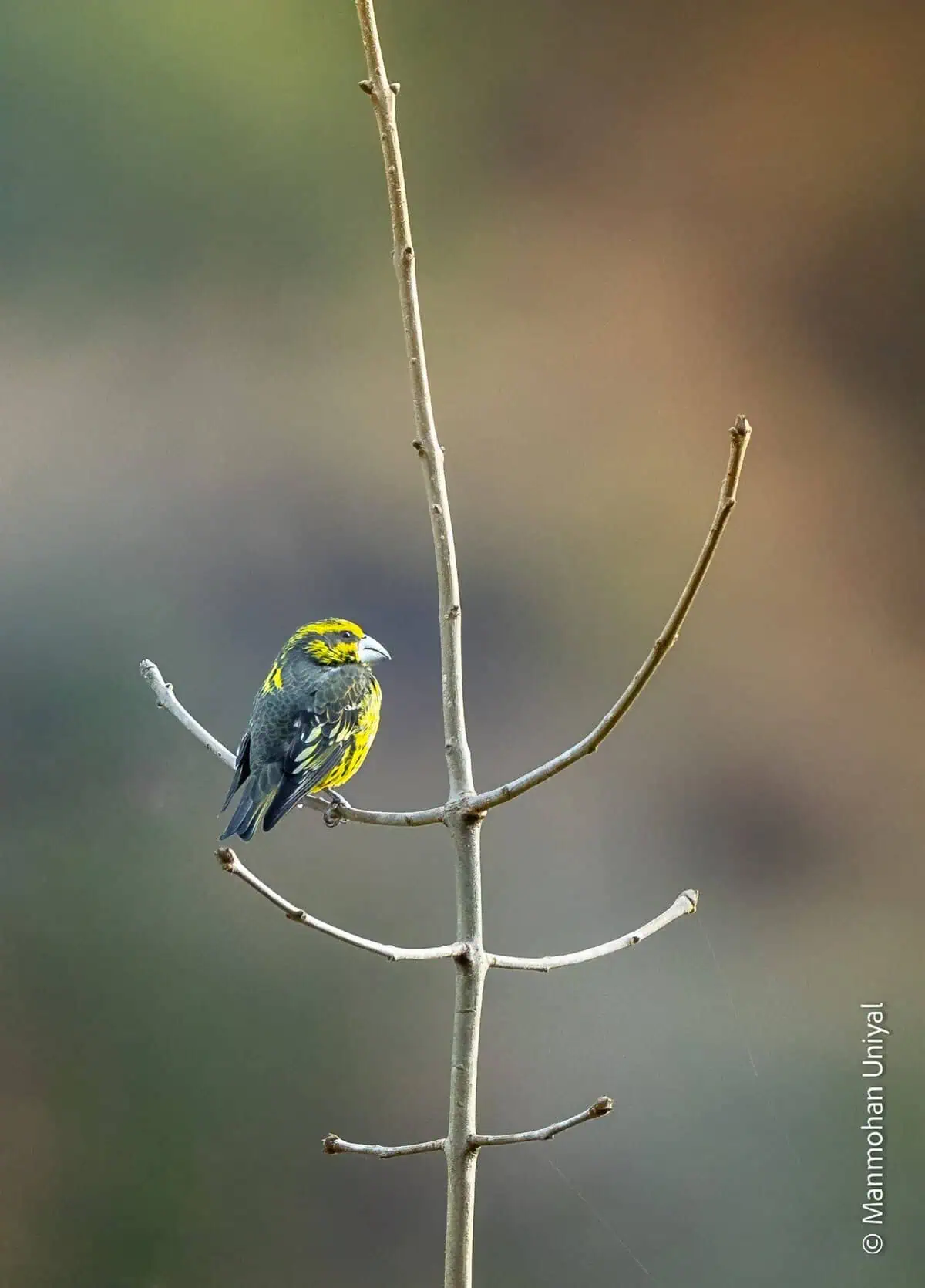 Spot-winged Grossbeak- Chopta