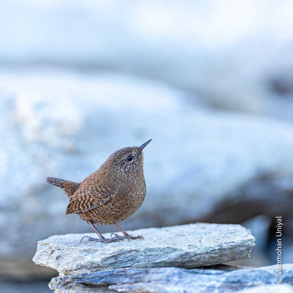 Winter Wren-Chopta