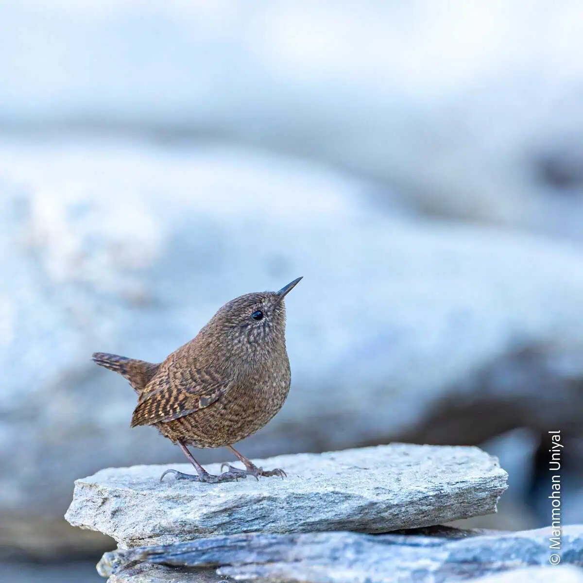 Winter Wren-Chopta