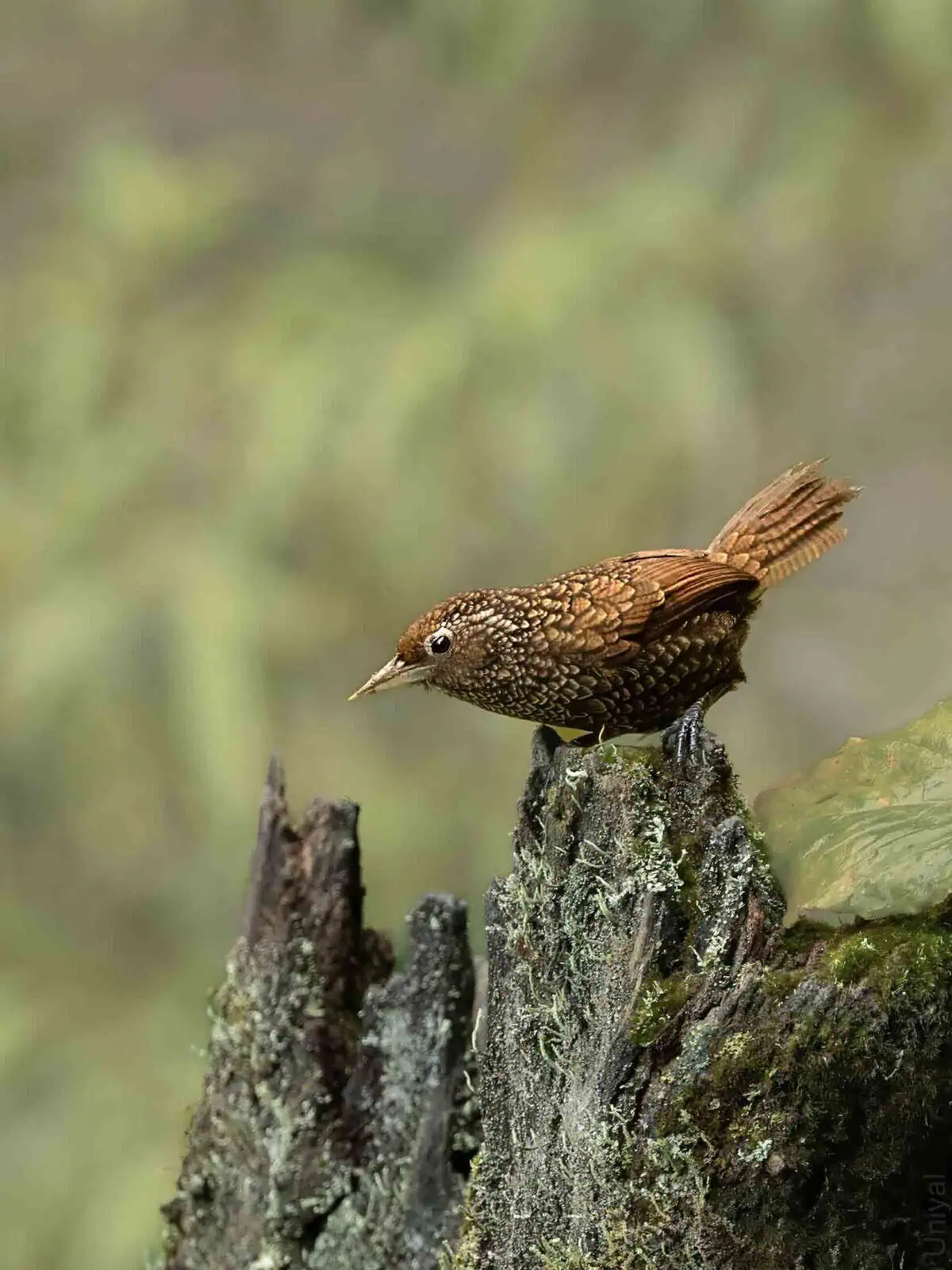 Cachar Wedge Tailed Babbler in Myodia Paas in Mishmi Hills