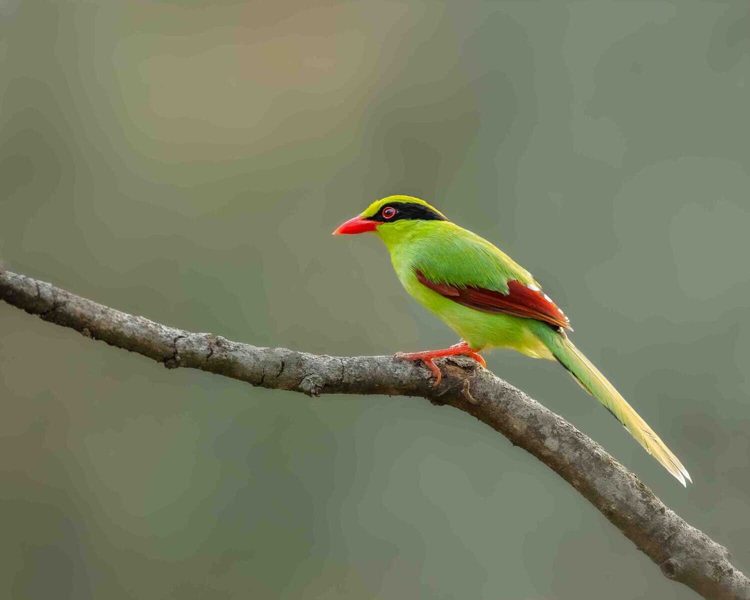 Common Green Magpie in Sattal during Sattal Birding Tour in Uttarakhand by WOW