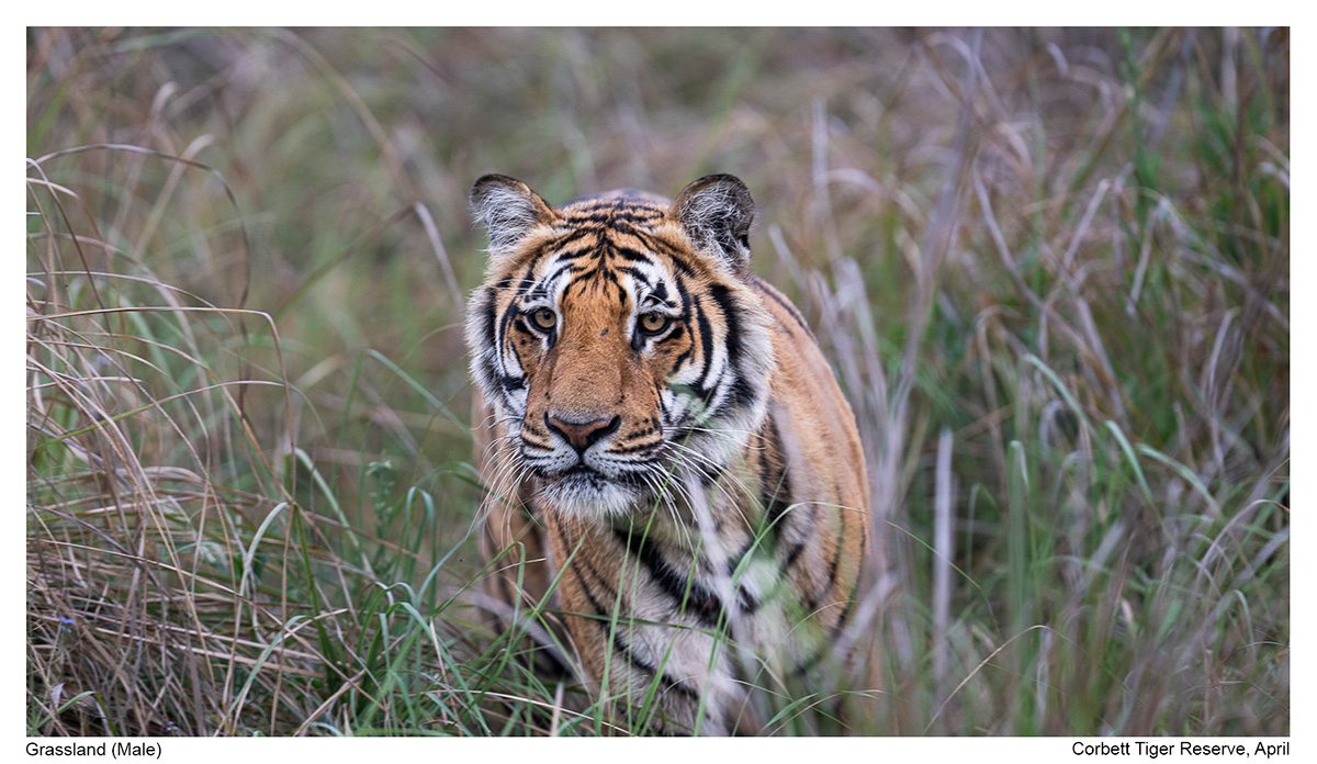 Tiger in Corbett