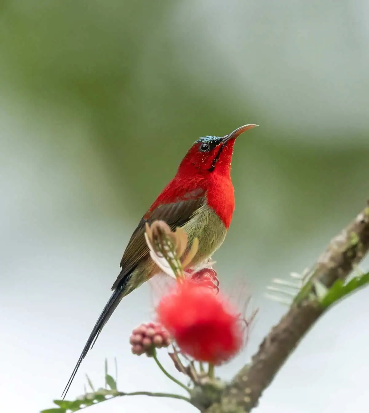 Crimson Sunbird at Kaziranga Tiger Reserve