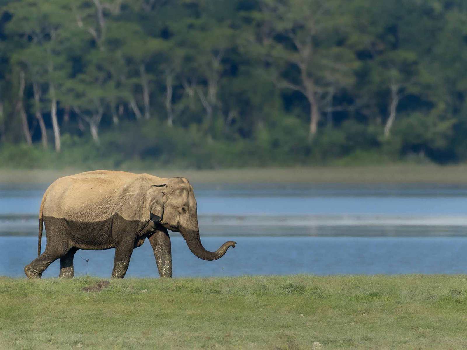 Elephant after bath in Kaziranga National park Journey