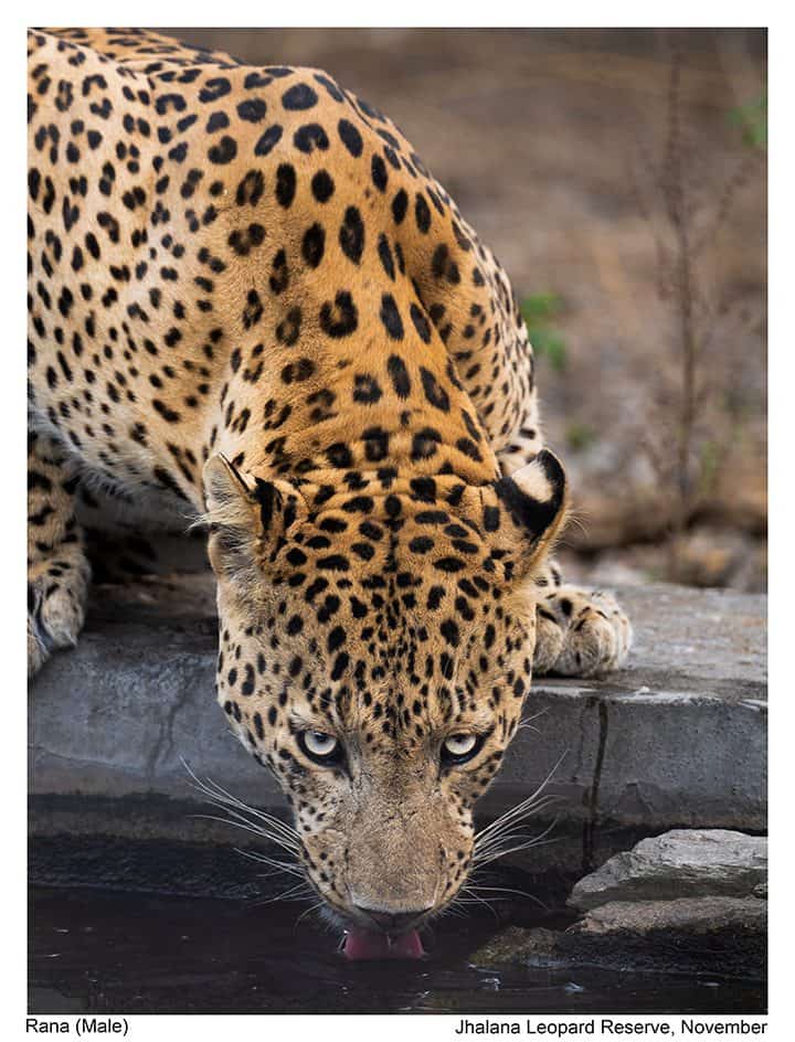 Jhalana Leopard