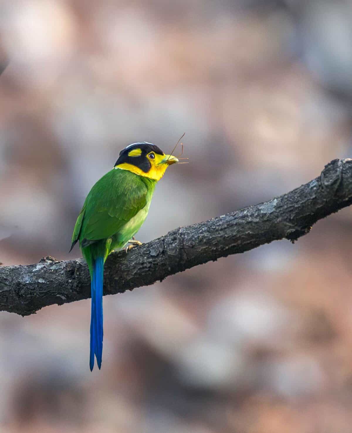 Long-tailed Broadbill in Chanfi during Sattal Birding Tour in Uttarakhand
