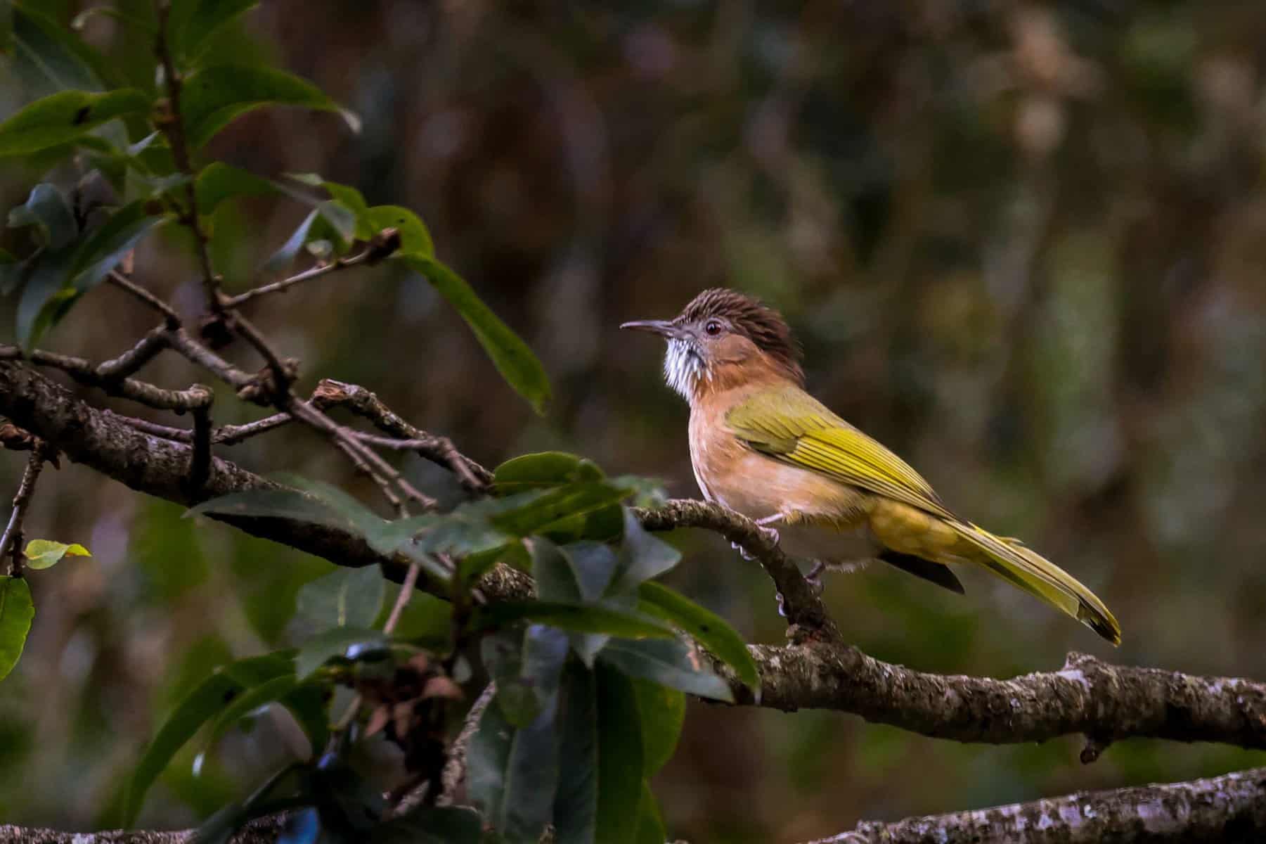 Mountain Bulbul in Sattal