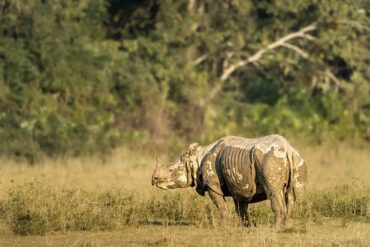 One-Horn Rhino in Kaziranga