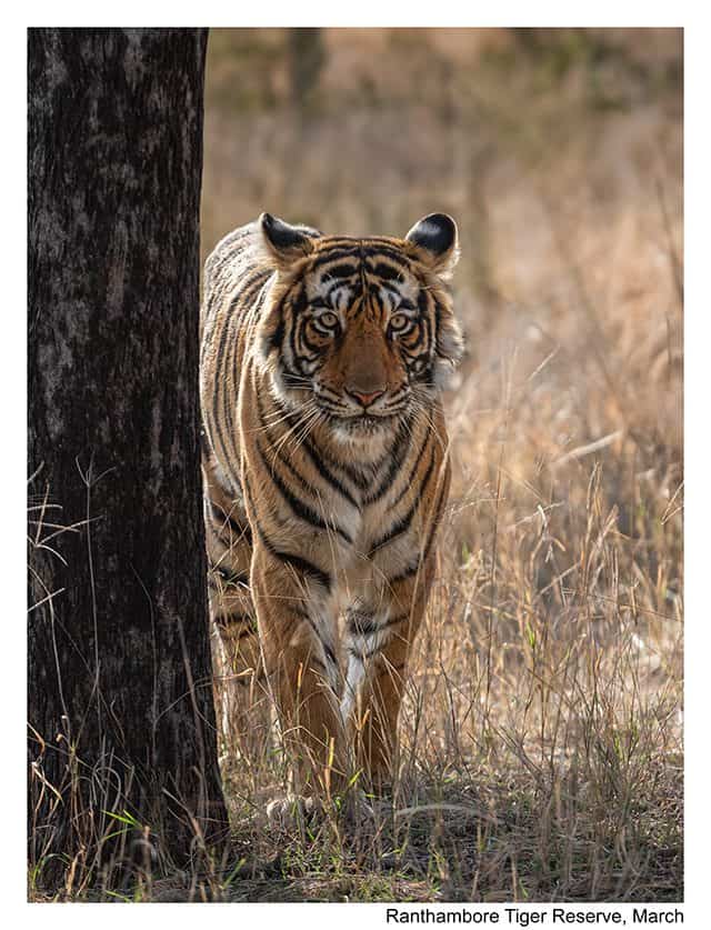 Ranthambore Tiger Safari &ndash; part of the best wildlife tours in India