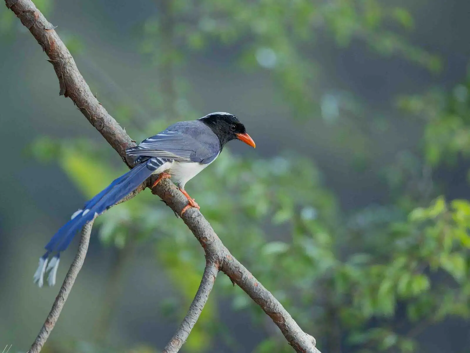 Red-billed Blue Magpie perched- photographed during Sattal Birding Tour