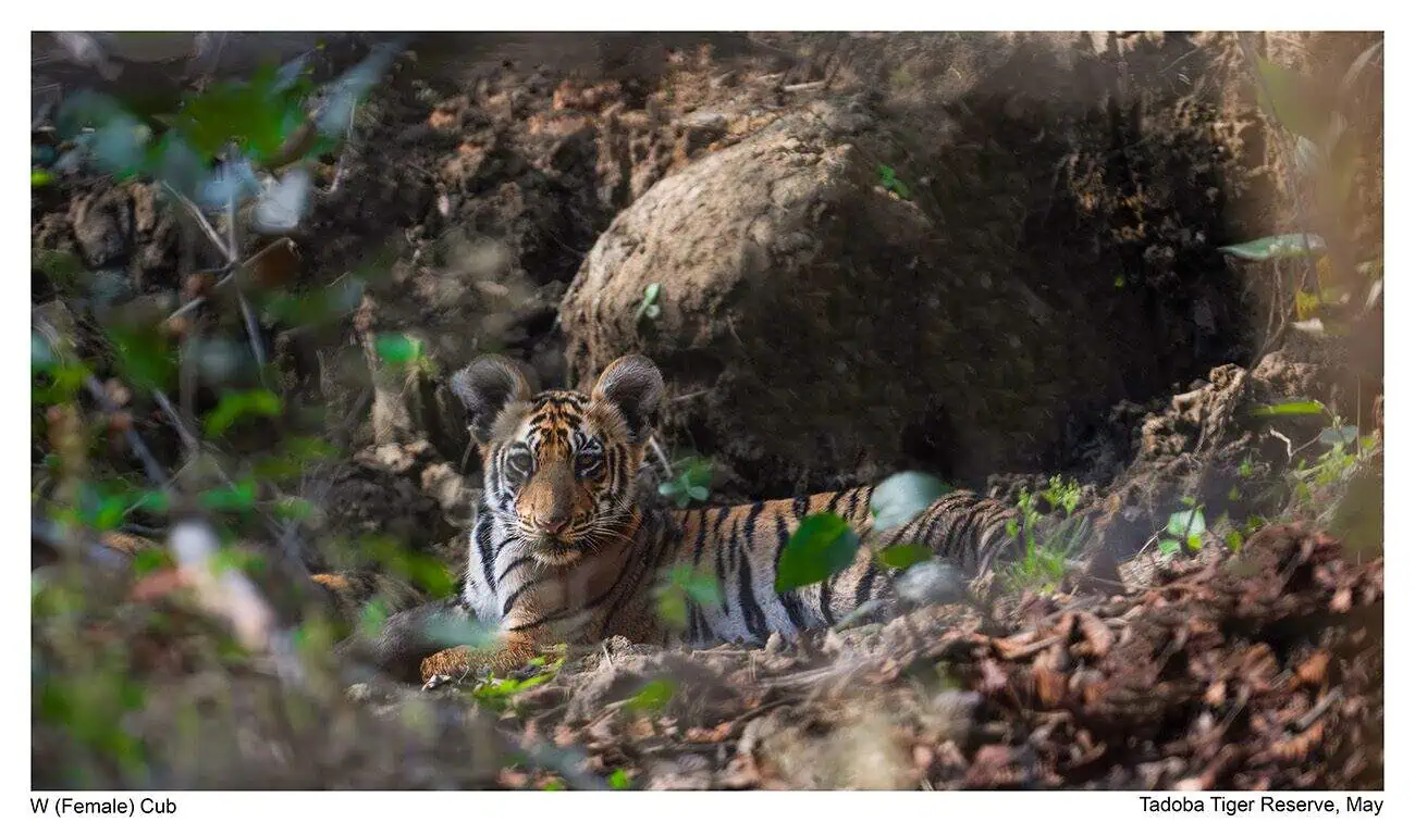 Tadoba Tiger Cub