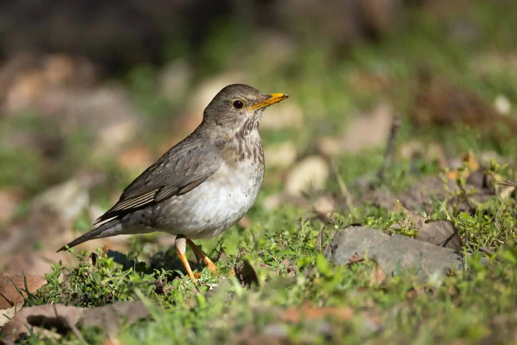 Tickel_s Thrush