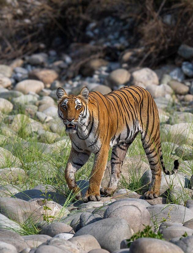 Tiger at Jim Corbett Tiger Reserve
