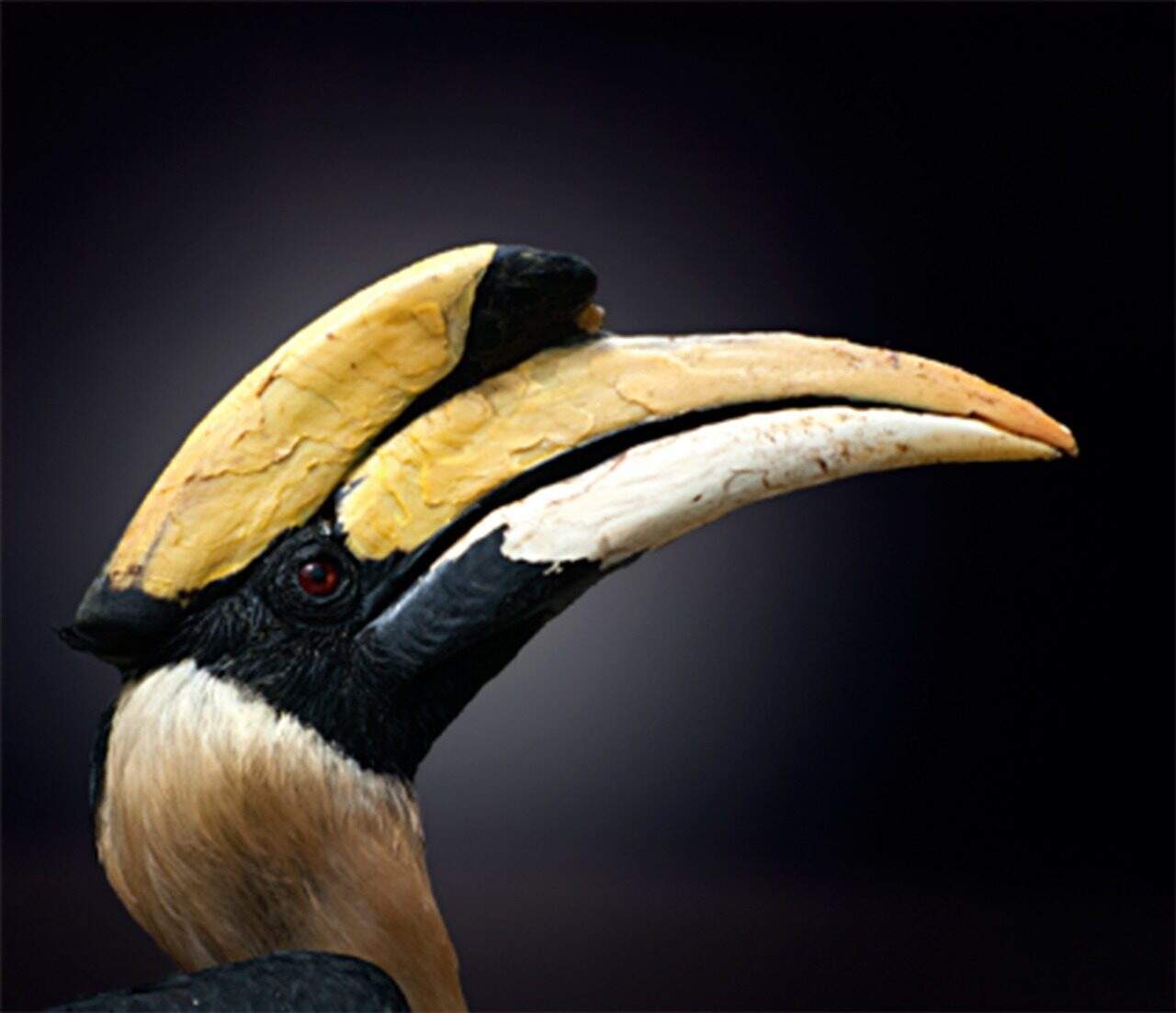 Hornbill at Jim Corbett Tiger Reserve