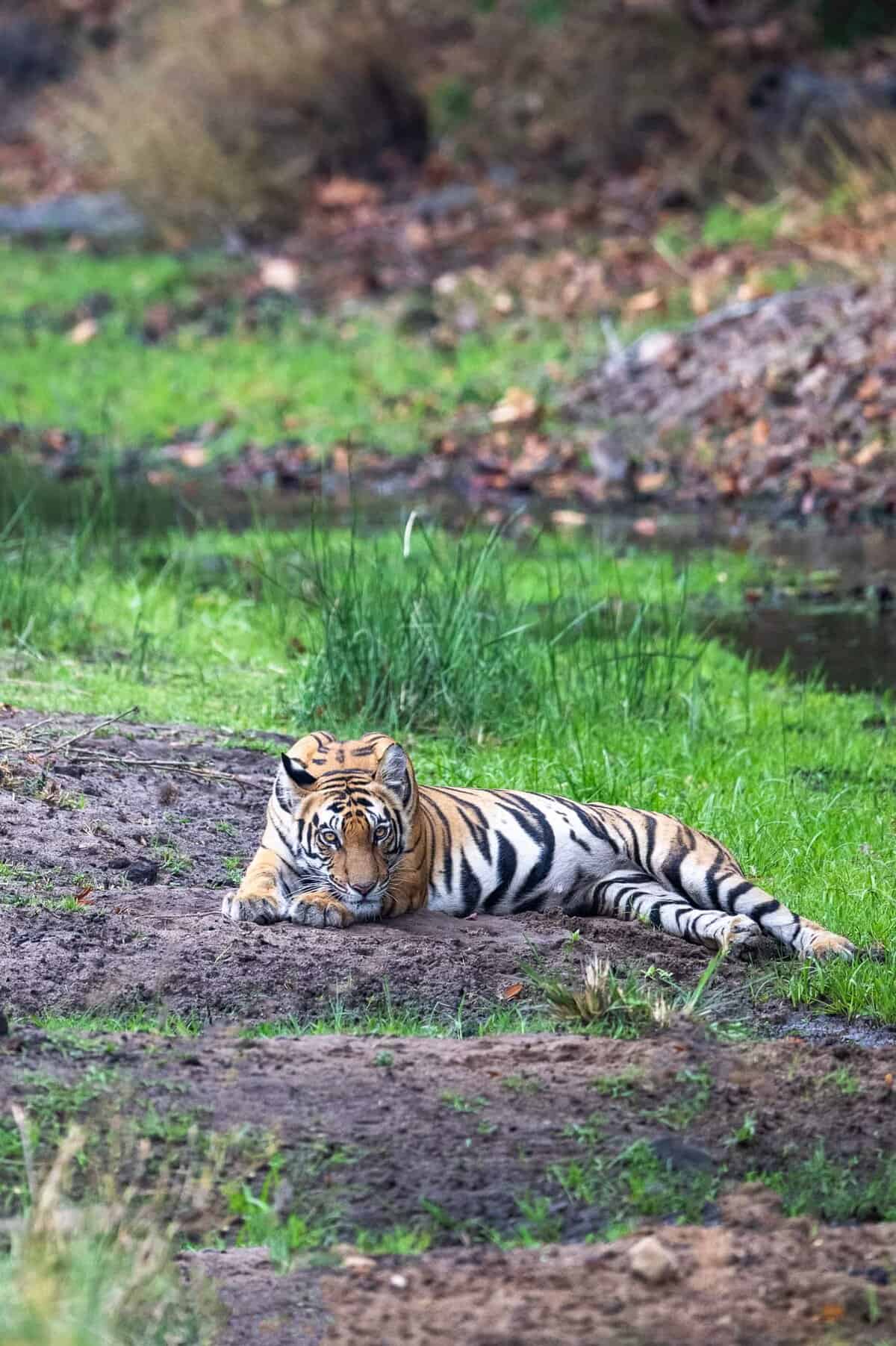 Bandhavgarh 2 (Banner Image)