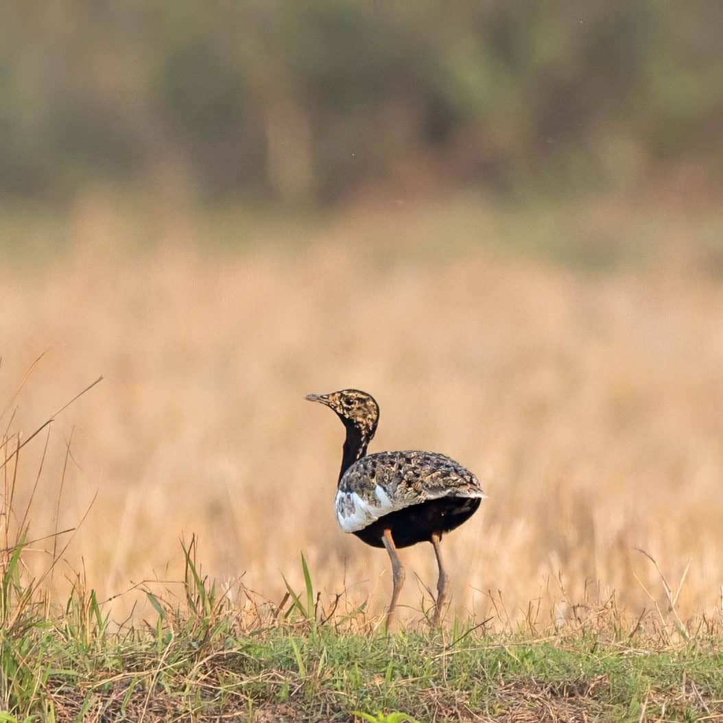 Bengal Florican-Manas-National-Park