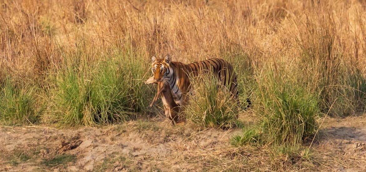 Corbett Tiger