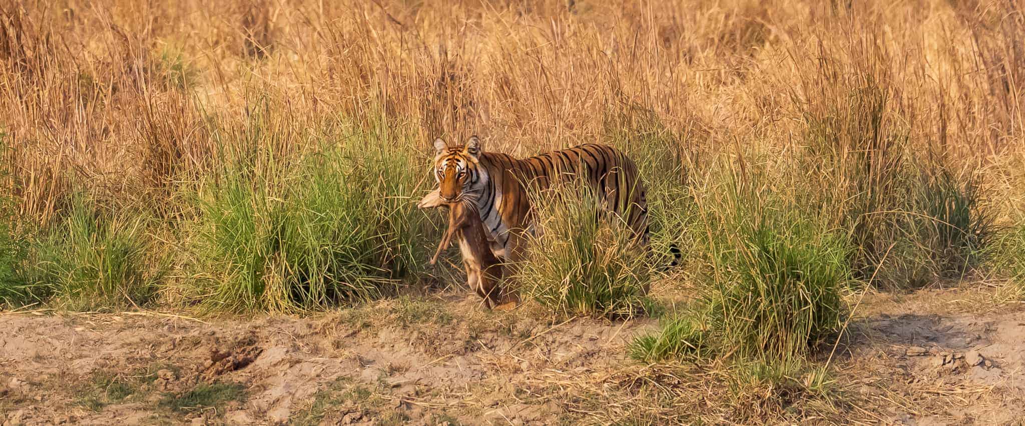 Corbett Tiger