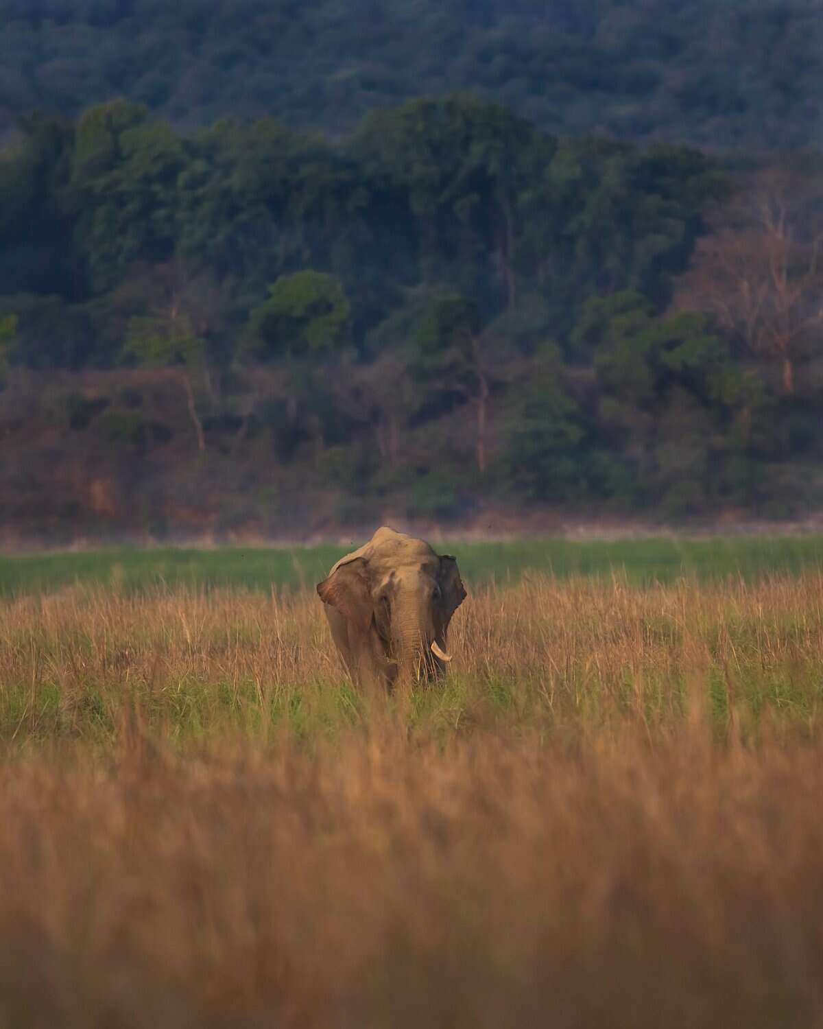 Corbett Elephant