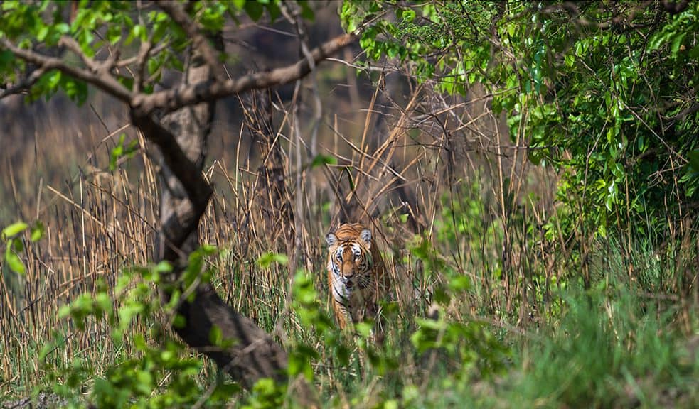 Tiger at Dudwa