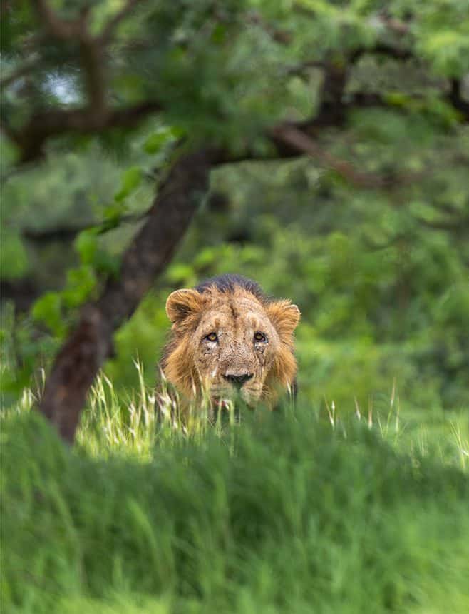 Lion at Gir