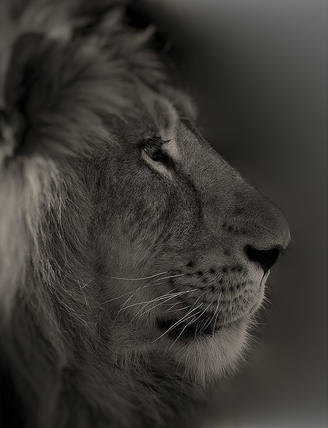 Lion at Gir National Park