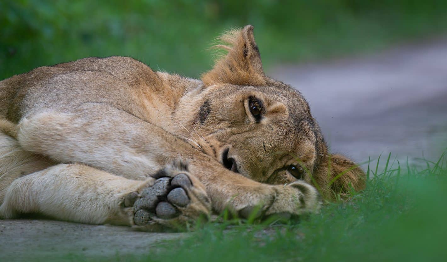 Lion at Gir National Park
