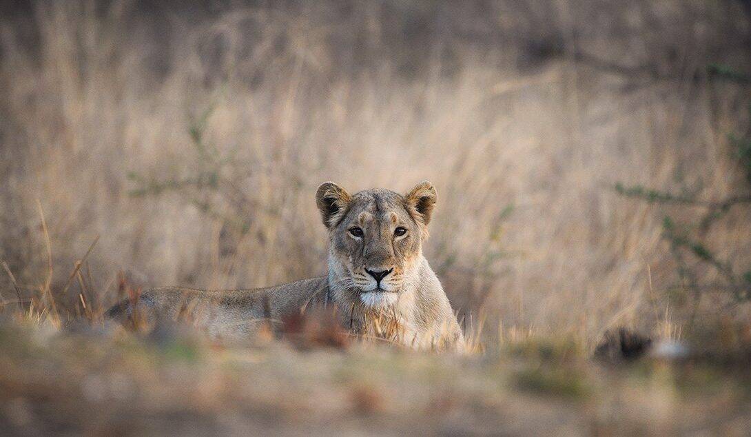 Lion at Gir National Park