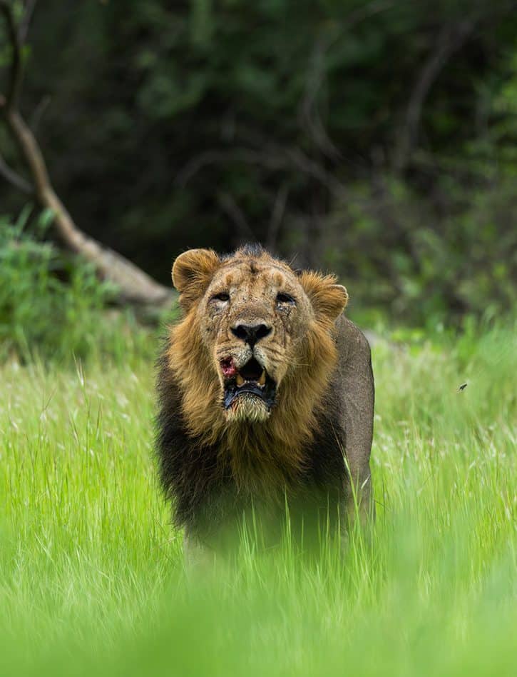 Lion at Gir