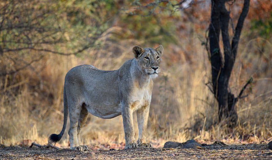 Lion at Gir National Park