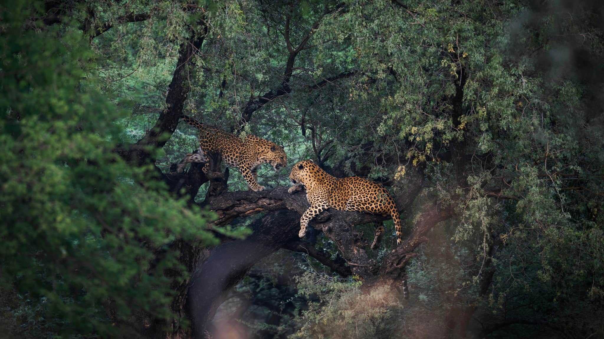 Leopard Sighting during Jhalana Leopard Safari by World of Wild (WOW)