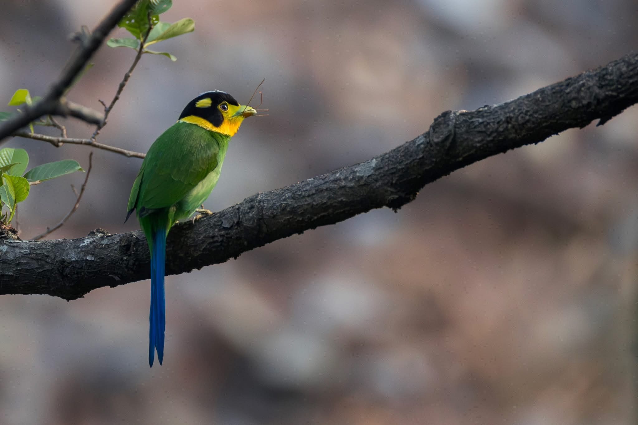 Long-tailed Broadbill