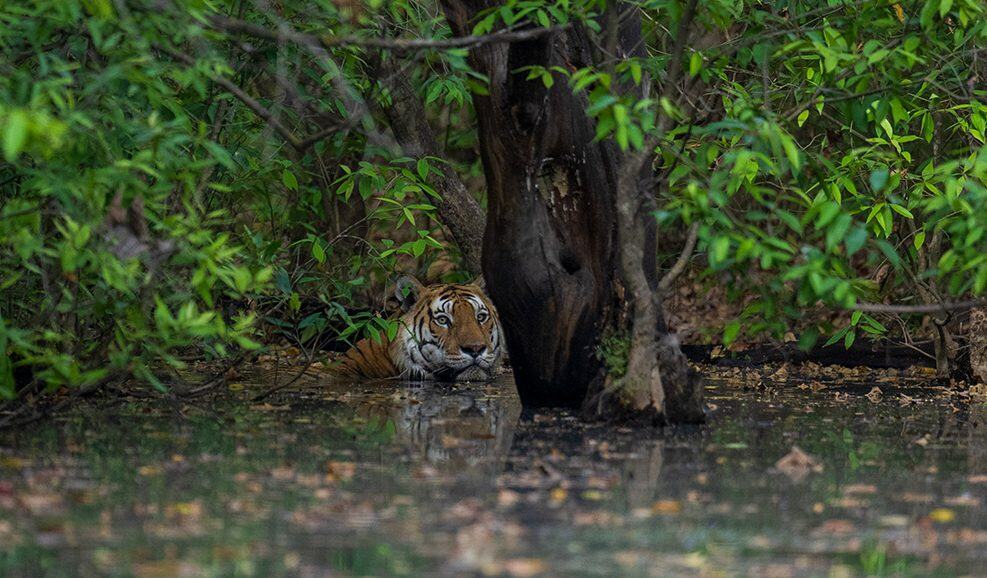 Tiger in Panna